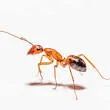 Ants