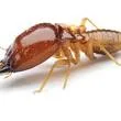 Termite