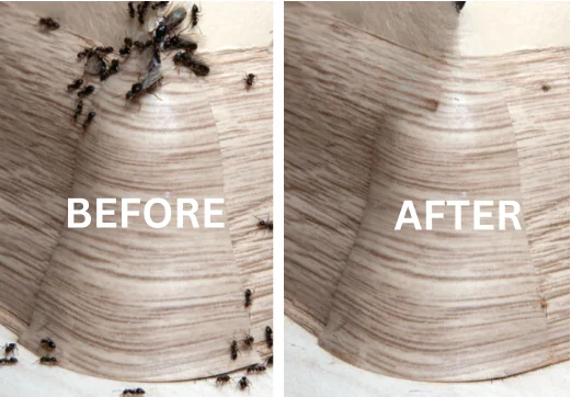 Before And After Pest Control 1