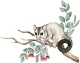 Possum Pest Control