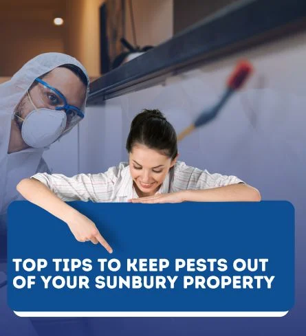 Top Tips to Keep Pests Out of Your geelong Property